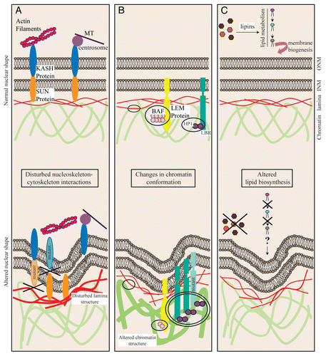 Figure 3 Cytoskeletal elements, chromatin structure and lipid biosynthesis are involved in shaping the nuclear membrane. (A) Disturbed nucleoskeleton-cytoskeleton interactions may be caused i.e., by modified levels of SUN or KASH proteins, by mutations in KASH or SUN proteins or by abnormal lamina structure. In all cases, the interaction of lamina-INM-ONM-cytoskeleton is not properly established. (B) Interactions of the lamina with chromatin (in circles) are either direct or mediated by the interaction of INM proteins with chromatin binding proteins i.e., LEM proteins with BAFCitation46,Citation57 or LBR with HP1.Citation58 Disturbed interaction of lamina and chromatin either by general changes in chromatin conformation or by modified levels of the proteins mediating the interaction might lead in changes in nuclear shape. The chromatin lamina interaction might be lost (circles) or enhanced i.e., due to increased LBR amounts or to mutations in LBR (double circle). (C) Altered lipid biosynthesis i.e., by mutations in lipins is suggested to influence membrane structure, even though the mechanism remains unclear.