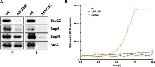 Figure 1. The ΔBP2265 strain secretes strongly reduced amounts of T3SS substrates and is less cytotoxic compared to the wt strain. (A) Samples of pelleted cells (P) equivalent to 0.1 OD600 unit and precipitated supernatant proteins (S) equivalent to 1 OD600 unit were separated on 12.5% SDS-PAGE and analysed by immunoblotting using antibodies against Bsp22, BopB, BopN, and BteA proteins. Only the relevant parts of the membranes are shown. (B) Cytotoxicity towards HeLa cells was determined with the wt and ΔBP2265 strain at MOI 50. Cells were infected in triplicates, uninfected cells served as controls. Immediately after addition of fluorescent dye, HeLa cells were incubated for 10 h (37 °C, 5% CO2) in the microplate reader. During incubation, the fluorescence of the DNA-binding dye CellTox Green, which is proportional to cytotoxicity, was measured every 30 min. The graph shows the mean values and the standard errors of the means. The result is representative of two independent experiments.