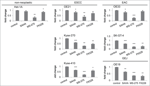 Figure 4. Downregulation of HDAC activity by HDACi. HDAC activity was measured 24 h post HDACi/AZA addition, showing similar downregulation of HDAC activity in all 7 cell lines. Inhibitor concentrations: SAHA = 0.1 μM, MS-275 = 0.5 μM and FK228 = 0.1 nM. Shown is the mean ± SEM of 3 independent experiments, performed in technical duplicates. Significance levels are represented as *: 0.05–0.01, **: ≤ 0.01–0.001 and ***: ≤ 0.001.