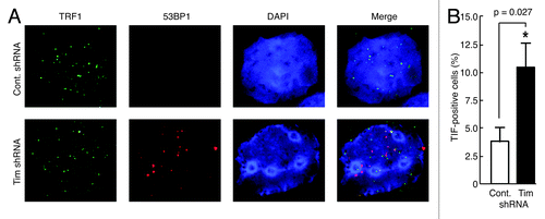 Figure 2. Timeless-depleted cells have telomere specific DNA damage. (A) Telomere dysfunction-induced foci (TIF) assay of MCF-10A cells expressing the indicated shRNA. Cells were in situ-extracted with Triton X-100. Colocalization of 53BP1 and TRF1 was determined using anti-53BP1 (red) and anti-TRF1 (green) antibodies. DNA was co-stained with DAPI (4’, 6’-diamidino-2-phenylindole). The merged images of 53BP1, TRF1 and DNA are shown. (B) Quantification of cells containing TIFs (colocalization of 53BP1 and TRF1). Cells with four or more TIFs were scored as TIF positive (n > 100 nuclei; Error bars correspond to standard deviations obtained from three independent experiments). *Denotes P-value determined by paired Student’s t-test.