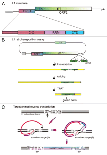 Figure 1 LINE-1 structure and life-cycle. (A) Schematic of L1, depicting from 5′ to 3′: internal promoter (gray box), 5′ untranslated region (UTR, line), ORF1 and ORF2 with endonuclease (En) and reverse transcriptase (RT) domains, 3′UTR (line), polyA (pA) signal which is followed by an A-rich tail. This entire element is typically embedded in a recognizable target site duplication in genomic DNA. The enlargement of ORF1 depicts its three domains: C-C, coiled-coil; RR M, RNA recognition motif; and CTD, C-terminal domain. (B) Assay for retrotransposition of L1. The transfected plasmid contains a selectable gene (puro), origin of replication (not shown) and an intact L1 with an anti-sense intron marked reporter gene embedded in the 3′UTR, in this case eGFP (S.D. and S.A. indicate the splice donor and acceptor sites, respectively). After insertion of the spliced cDNA product of retrotransposition, cells can express eGFP, but not before. The two L1-proteins are required in cis, thus associate with the L1 RNA that encoded them, converting it into the L1RNP that interacts with genomic DNA to insert a new copy of L1 by TPRT. ORF1p is likely present in the RNP at much higher stoichiometry than ORF2p, based upon efforts to detect both proteins in cells.Citation28,Citation58,Citation62 If ORF1p coats the RNA as a trimer binding 50 nt, 140 trimers would be needed for the 7 kb RNA whereas likely just one dimer of ORF2 is needed, predicting a 200-fold excess of ORF1p compared to ORF2p.Citation30 (C) Details of L1 reverse transcription with insertion at the target site by TPRT. The depicted reaction is a sequential TPRT, initially using L1 RNA as the template, followed by L1 first-strand cDNA; but both reactions are primed by the L1 endonuclease and extended by L1 RT. ORF1p may help with the strand transfer required to anneal the genomic primer to the L1 RNA (1) or cDNA (2) templates or facilitate primer extension during reverse transcription or both.Citation20 TSD, target-site duplication.