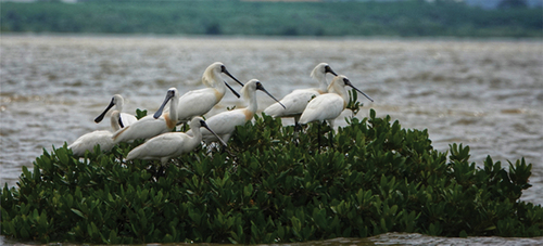 Photo 10. Black-faced Spoonbills in the Fengtang estuary. Photographer: Hua-Lin Xu.