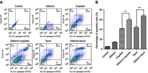 Figure 3 The combination of silibinin promotes A2780/DDP cells apoptosis. (A) silibinin (50 μM), cisplatin (115 μM), taxol (50 μM) and silibinin (50 μM) plus cisplatin (115 μM) and/or taxol (50 μM) treatment induces apoptosis of A2780/DDP cells. Apoptotic cells were assayed by Annexin V/PI staining and FACS analysis. (B) Quantification of (A). The Bar chart of all data represents mean ± SD of three independent experiments, ***p<0.001 vs control group.