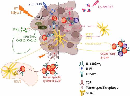 Figure 1. Proposed model of the interactions between radiation and IL15 in the tumor microenvironment promoting anti-tumor immunity. (Left) In advanced tumors optimized radiation therapy regimens elicit cancer-intrinsic activation of the type I IFN pathway and tumor antigen exposure promoting the recruitment of cDC1 that cross-present tumor antigens and transpresent the subcutaneously administered recombinant IL15, resulting in cytotoxic CD8+ T cell infiltration, tumor control and establishment of anti-tumor effector and memory responses. (Right) In more immunogenic/less advanced tumors systemic treatment with biologically active IL15-IL15Rα dimers (het-IL15) expands and activates preexisting anti-tumor CD8+ T and NK cell, which infiltrate the tumor and secrete XCL1 to recruit cDC1. cDC1, in turn, promote further tumor infiltration by CD8+ T and NK cells.