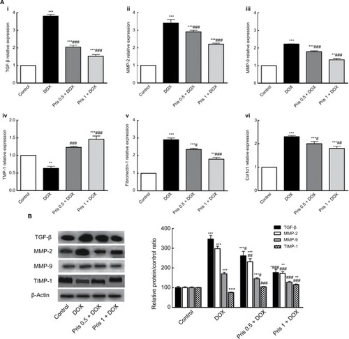 Figure 3 Effect of Pris on DOX-induced change of mRNA and protein expression of fibrogenic genes.Notes: (A) mRNA expression of (i) TGF-β, (ii) MMP-2, (iii) MMP-9, (iv) TIMP-1, (v) fibronectin-1, and (vi) Col1α1 in cardiac tissue. (B) Western blot for TGF-β, MMP-2, MMP-9, TIMP-1, and their relative protein quantification. β-Actin served as an internal control. Rats were injected with DOX (2.5 mg/kg) six times over 2 weeks. Pris was administered (0.5, 1 mg/kg, intraperitoneal) once daily for 1 week before and 2 weeks contaminant with DOX injection. Data are the mean ± standard error (n=8). *P<0.05, **P<0.01, ***P<0.001 vs the control; #P<0.05, ##P<0.01, ###P<0.001 vs the DOX group (one-way ANOVA).Abbreviations: Col1α1, collagen type I alpha 1; DOX, doxorubicin; MMP, metalloproteinase; Pris, pristimerin; TGF-β, transforming growth factor-β; TIMP-1, tissue inhibitor of metalloproteinase-1.