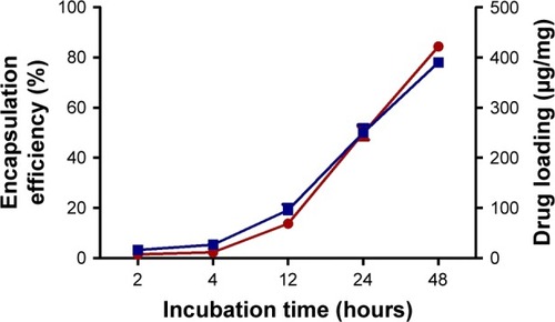 Figure 2 Encapsulation efficiency (red line) and drug loading (blue line) of ATP in ANPs at different times. Best results were obtained after 48 hours of incubation. Data are shown as mean ± SEM (n=5).Abbreviations: ANPs, albumin nanoparticles; SEM, standard error of mean.