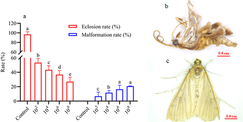 Figure 5. Effect of infection with A. nomius on the rate of pupa eclosion and pupa development of O. furnacalis.(a) pupa eclosion rate of O. furnacalis and malformed adults ofO. furnacalis emerged in a group of pupae infected with different A. nomius concentrations; (b) malformed O. furnacalis adults; (c) healthy O. furnacalis adults.