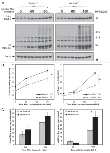 Figure 8 Analysis of basal macroautophagic flux in beclin 1+/+ and beclin 1+/− mice using the leupeptin assay. Mice were injected with PBS or 40 mg/kg leupeptin and sacrificed 0–180 min later (n = 3–4 mice per time point). (A) Western blot analysis for LC3b (top part), p62 (middle part) and β-actin (loading control; lower part) are shown. Each lane represents the liver LE fraction derived from an individual animal (10 µl per lane). The positions of LC3b-II, p62 monomer and β-actin are depicted by arrows. (B) Quantification of LC3b-II content (left graph) and p62 content (right graph) derived from the western blots depicted in (A). Symbols represent the mean ± 1 SD (n = 3–4). Solid lines represent values for beclin 1+/+ animals and dashed lines represent values for beclin 1+/− litter mates. *p < 0.05 wild-type versus beclin 1+/− mice (Student's 2-tailed t-test). (C) Bar graphs depicting LC3b-II and p62 flux in liver 1 and 3 h after leupeptin treatment. Solid bars represent mean ± 1 SD (n = 3–4) for beclin 1+/+ mice and grey bars represent mean results for beclin 1+/− litter mates. *p < 0.05 beclin 1+/− versus beclin 1+/+ mice (Student's 2-tailed t-test).