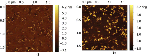 Figure 6. Height (topography) and phase image of CaS/M grease.