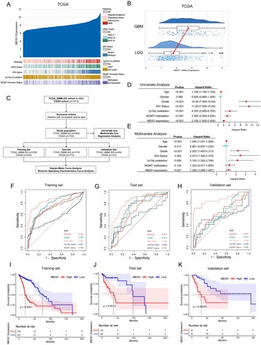 Figure 2. Elevated expression of MEIS1 is linked to malignancy and poor survival for patients with gliomas. (A) MEIS1 mRNA expression and histological features in the TCGA_GBMLGG dataset (n = 669). (B) Raincloud plot of MEIS1 expression in GBM and LGG patients. (C) Flow chart showing the patient population in the TCGA and CGGA cohorts. (D, E) Univariate and multivariate Cox proportional hazards regression analysis of variables influencing overall patient survival in the TCGA dataset. (F-H) ROC curve and the risk score distribution stratified by MEIS1 in the TCGA dataset. (I-K) Kaplan-Meier analysis of glioma patients with MEIS1High/Low expression in TCGA dataset.