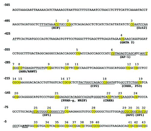 Figure 4. Prediction of transcription factors binding sites in ARG2 promoter. Cognate sequences for human transcription factors (underlined) and CpGs (highlighted in yellow) in the proximal and core promoter of ARG2 gene. Proposed transcription factor were obtained by in silico analysis of ARG2 promoter sequence with MatInspector software, and CpGs were numbered according to the position regarding the reported ATG.