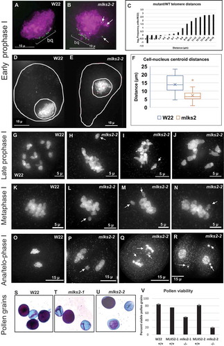 Figure 4. Multiple meiotic and post-meiotic defects of mlks2 mutants.Cytological defects of mlks2-2 during and after male meiosis. a) Early prophase I stage W22 meiocyte nucleus showing a typical bouquet (green dots, ‘bq’) of NE-associated telomeres visualized in the nucleus (DAPI, shown in magenta) using the 3D acrylamide oligo FISH method [Citation78]. b) Partial telomere bouquet in mlks2-2 mutant at meiotic prophase, showing unusually distant telomeres (arrows) relative to the main bouquet (bq) telomere cluster region. c) Histogram showing bouquet-stage telomere pairwise distance distributions plotted as log2 fold change of mutant/wild-type per 1 micron distance bins (n = 6 W22, n = 11 mlks2-2). The mutants show a pronounced increase in the longer telomere-to-telomere distance bins. Nuclear position phenotypes for normal d) or mutant e) cells shown as projections from the middle-most 1/5 of the optical sections through the nuclei stained with DAPI, including traces around the cell and nuclear peripheries to ascertain 2D centroid locations. f) Eccentricity plots showing the distribution of distances of between the pairwise centroids of nuclei and cells for normal (W22) and mutant (mlks2) meiocytes at at the bouquet stage, using the same nuclei as those analyzed in a-c. g) Late prophase I stage W22 meiocyte showing bivalents spread throughout the volume of the nucleus. h-j) Late prophase I stage mlks2-2 meiocytes showing clumping of bivalents. k) W22 meiocyte showing bivalents on a normal meiosis I metaphase plate. l-n) Mutant mlks2-2 meiocytes showing one or more chromosomes (arrows) not located in the meiosis I metaphase plate. O) W22 meiocyte at late anaphase I or early telophase I. p-q) Mutant mlks2-2 late anaphase I or early telophase I showing irregularly positioned ‘laggard’ chromosomes (arrows). r) Mutant mlks2-2 at telophase after meiosis I, before meiosis II, and showing micronuclei (arrows) that are associated with failure of chromosomes or chromosomal fragments to reach the spindle poles. s-u) Pollen viability stains for wild-type s) or mutant t, u) pollen. Dark purple indicates viable pollen, light blue indicates inviable pollen. v) Quantification of pollen viability with n = 1,000 or more for each genotype.