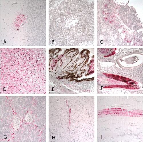 Figure 2. Immunohistochemical staining for AIV antigen in tissues of mallards infected with the A/American Wigeon/SC/000345-01/2022 H5N1 HPAI virus. Virus antigens are stained red. A, B, and C: tissues from ducks at 2 DPC. D-I: tissues collected from ducks at 4 DPC. A. Cerebellum. B. Lung. C. Nasal epithelium. D. Cerebrum. E. Eye ciliary process. F. Feather follicles. G. Thymus. H. Heart. I. Skeletal muscle. Magnification 20×.