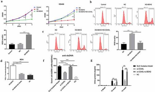 Figure 4. Effect of BDH2 on CD4 + T cell function and aggravation of the pathological process of systemic lupus erythematosus (a) Proliferation effects when BDH2 was solely or simultaneously interfered with CD40L interference among CD4 + T cells. (b&c) Results of flow cytometry showed that interfering with BDH2 expression among CD4 + T cells promoted level of ROS, while CD40L was simultaneously interfered with BDH2 interference among CD4 + T cells, the level of ROS was inhibited. (d) Data showed that interfering with BDH2’s expression promoted the levels of MDA, while after the interference with the combined expressions of both BDH2 and CD40L, cells fell to baseline levels. (f) Serum anti-dsDNA antibody level. (g) Urinary protein in mice was examined. ‘NC’ group was transfected with lentivirus vector GV248. ‘KD-BDH2’ group was transfected with LV-BDH2-shRNA1 (KD-1), ‘KD-BDH2-KD-CD40L’ group was transfected with both LV-BDH2-shRNA1 and LV-CD40L-shRNA1. Three independent repeats for each experiment and One-way ANOVA used for statistical analysis. *P < 0.05, **P < 0.01, ***P < 0.001.