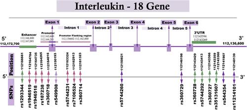 Figure 1 Schematic drawing illustrating the positions of IL-18 SNPs investigated in this study.