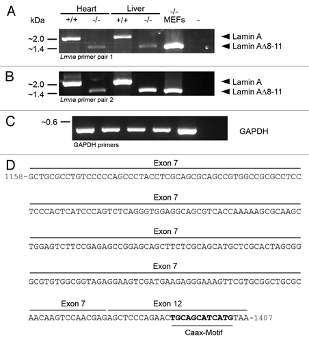 Figure 4. RT-PCR reveals the presence of an mRNA encoding the truncated Lmna gene product lamin A∆8–11 in Lmna−/− heart, liver and MEFs. Two different primer sets were used to analyze the expression of Lmna gene products in Lmna−/− samples and wild type controls. Primers of pair 1 (A) were complementary to the protein coding sequence of lamin A including the start codon encoded by exon 1 and the stop codon encoded by exon 12. Primers of pair 2 (B) specifically bound in the 5′UTR and 3′UTR of lamin A encoded by exons 1 and 12, respectively. Positive controls were performed with GAPDH-specific primers (C). The amplicons corresponding to full-length lamin A (~2 kbp) and lamin A∆8–11 (~1.4 kbp) are indicated by arrowheads. (D) To verify the specificity of RT-PCR amplification, PCR products were cloned and sequenced. The 3′-end of the sequence of the 1.4 kbp amplicons obtained from Lmna−/− samples (i.e., lamin A∆8–11) is depicted. Here, nucleotides encoded by exon 7 of Lmna are spliced to exon 12. Nucleotides 1–1157 (not depicted) are encoded by exons 1–6 of Lmna. Nucleotides coding for a CaaX-motif at the C-terminus of the corresponding polypeptide are given in bold.