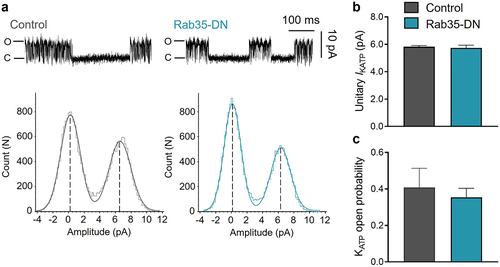 Figure 2. Rab35-DN does not affect KATP channel unitary current and open probability. (a) Upper panels, representative KATP channel inside-out single channel recordings in control and Rab35-DN groups; lower panels, all-points histograms constructed from events in current traces and fitted to Gaussian distribution curves. (b) Summary of KATP channel unitary current amplitude and (c) open probability in control and Rab35-DN groups. n ≥ 11 current traces in each group.