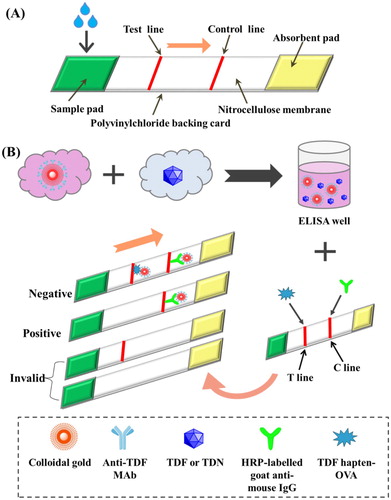 Figure 5. (A) The composition of colloidal gold test strip; (B) Principle of the CG test strip.