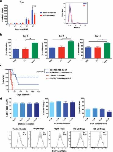 Figure 2. BEN-TBI conditioning improves GvHD independently of donor Tregs. (a) BALB/c recipient mice received 40 mg/kg BEN iv or 200 mg/kg CY ip on day −2, 400 cGy TBI on day −1, and 107 BM with 3 × 106 SC from naïve C57BL/6 mice on day 0. Peripheral blood was collected on days +7, +14, +21, +35, and +70 and stained for CD4, CD25, and FoxP3 for flow cytometric analysis. CD4+ CD25+ FoxP3+ cells were considered Tregs. Representative flow cytometry histograms from day +35 are shown. CBCs were determined and used to calculate absolute cell numbers. Average absolute numbers of cells per μL of blood are shown with SEM. Pooled data from 4 experiments are shown, n = 19 mice/group. (b) BALB/c recipient mice received 40 mg/kg BEN iv or 200 mg/kg CY ip on day −2, 400 cGy TBI on day −1, and 107 BM with 3 × 106 SC from naïve C57BL/6 mice on day 0. Splenic Tregs were isolated on day 0 (prior to transplant), +7, and +14. Tregs were plated with anti-CD3/CD28 bead activated, CellTrace Violet-stained T-cells from naïve C57BL/6 mice in a suppression assay. T-cells were plated at 100,000 cells per well in a 96-well U-bottom plate. Tregs were plated at a ratio of 1 Treg to 2 T-cells. Proliferation was assessed by flow after 3 days of co-culture. Average % proliferation with SEM is shown, compared to a control with no Tregs. Pooled data from 2 experiments are shown, n = 4–7 mice/group. (c) BALB/c recipient mice received 40 mg/kg BEN iv or 200 mg/kg CY ip on day −2, 400 cGy TBI on day −1, and 107 TCD-BM with 3 × 106 tT with or without CD25+ cell depletion from naïve C57BL/6 mice on day 0. Survival is shown. CY+TBI+TCD-BM+tT vs. CY+TBI+TCD-BM+CD25- tT p = .0857, BEN+TBI+TCD-BM+CD25- tT vs. CY+TBI+TCD-BM+CD25- tT p = .0005. (d) CD4+ CD62L+ T-cells were isolated from naïve BALB/c mouse spleens and cultured with 5 ng/mL TGF-β and a 1:1 ratio of anti-CD3/CD28 beads for 3 days in the presence of various concentrations of BEN. Cells were phenotyped and the % CD4+ CD25+ FoxP3+ of all cells remaining at the end of the culture was assessed, as well as viability. BEN was washed out and cells were plated in a suppression assay at a ratio of 1 Treg to 1 T-cell (CD3/CD28 activated, CellTrace Violet-stained, from naïve C57BL/6 mice). After 3 days of co-culture, proliferation was assessed by flow cytometry. Representative flow cytometry plots are shown, with proliferation index (PI) indicated, with higher proliferation indices representing greater proliferation. The T-cells + beads plot represents activated T-cells without Tregs (a positive control for proliferation). Averages are shown with SEM. Pooled data from 3 experiments is shown, n = 3/condition.