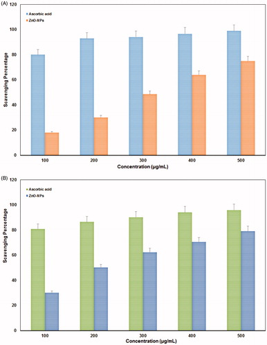 Figure 6. Antioxidant activity of actinobacterially synthesized ZnO-NPs. (A) DPPH radical scavenging activity and (B) nitric oxide free radical scavenging activity.