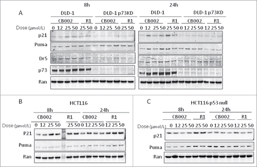 Figure 2. Effect of CB002 and R1 on p53 pathway signaling in cancer cells. DLD-1 and DLD-p73 Knockdown cells (A), HCT116 (B), and HCT116 p53-null cells (C) were treated with CB002 and R1 for 8 and 24 hours. Protein levels of p53 target genes were determined by Western blot analysis.