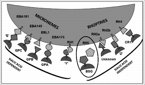 Figure 1. Schematic of invasion ligands strictly from the Erythrocyte Binding Like (EBL) and Reticulocyte binding Homologue (RH) families, and the erythrocyte receptors to which they bind, as far as they are known, visually organized to show whether they invade RBCs by the sialic acid dependent or independent pathways. Invasion ligands from the EBL and RH families are located at the apical end of merozoites prior to invasion within the micronemes and rhoptries, respectively. The only ligand essential for invasion identified so far is RH5, which is not anchored directly itself to the merozoite surface and binds to basigin (circled). GP – glycpophorin; ‘E’, ‘Y’, and ‘Z’ are unidentified receptors but their enzymatic profiles have been established; CR1 – complement receptor 1; BSG - basigin.