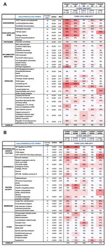 Figure 10. Transcriptomic profiling of BNIP3-deficient NP cells shows commonality with transcriptomes of a subset of degenerative human discs. (A, B) ShBnip3 upregulated and down regulated themes showing similarity with transcriptome-based clusters generated from GSE70362 deposited microarray data based on histological grades. A pseudo heatmap showing global similarity as well as theme level similarity between transcriptional profiles of ShBnip3 model and human clusters (GSE70362). FDR ≤0.05% and 2-fold change transcripts were used for the comparison study. (A) Pseudo heat map for upregulated DEGs (B) pseudo heat map for downregulated DEGs.