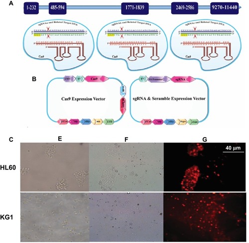 Figure 1 (A) Illustration of the sgRNA sequences-directed CRISPR/Cas9 system and their corresponding regions in BIRC5 gene as well as the vectors used in this study. PAM sequences are labeled in yellow; sgRNAs in red, as well as sense and anti-sense strands of the BIRC5 gene are shown in navy blue and dark green, respectively. (B) SV40 Poly A, simian vacuolating virus 40 polyadenylation signal sequence; CITE, EMC virus Cap-Independent Translation Enhancer sequence; CMV, cytomegalovirus promoter; U6 promoter, U6 small nuclear RNA promoter, which drives transcription by RNA polymerase III; neo, Neomycin; Hygro, Hygromycin; pUC ori, origin of replication that “UC” stands for the “University of California”. (C) Assessment of transfection efficiency using mCherry visualization. HL60 and KG1 cell lines were cotransfected with Lipofectamine 3000 and visualized under phase contrast or fluorescence microscopy 2 days post-transfection. Untransfected (E), Transfected cells visualized under phase-contrast microscopy (F), and transfected cells visualized under fluorescence microscopy (G) 2 days post-transfection.