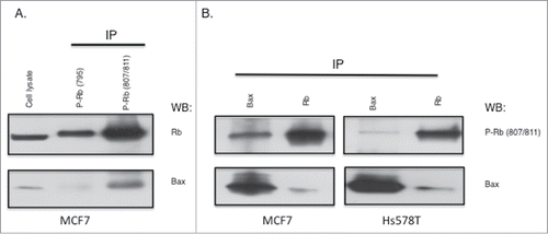 Figure 3. Association of Bax with Rb phosphorylated on S807/S811. (A) MCF7 cell lysates (1 mg) were used in immunoprecipitations with antibodies to Rb phosphorylated on S795 or S807/S811. Immunoprecipitates were analyzed by immunoblotting with antibodies to Rb or Bax. (B) MCF7 and Hs578T cell lysates were used in Bax or Rb immunoprecipitation experiments, followed by immunoblotting analysis with antibodies to phosphorylated Rb (S807/811) and Bax. Data shown is representative of three independent experiments.