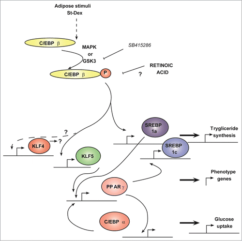 Figure 4. Transcriptional cascade showing Klf4 and Klf5 expression during adipogenesis. The adipogenic program involves a transcriptional cascade with early participation of KLF4 and KLF5, which depends on GSK3β activity. Forced expression of Klf4 showed that Cebpb expression was not dependent on KLF4. All-trans retinoic acid impairs the adipogenic program after Cebpb expression and up-stream of Klf4 and Klf5 expression. Solid line means direct relationship and dashed line means an indirect or multistep involved relationship. This schematic was constructed from cited references 1 and 3.