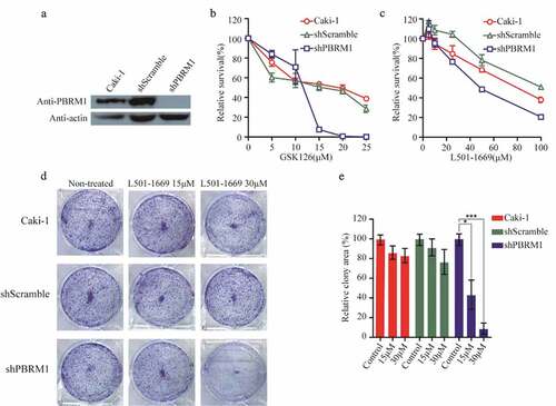 Figure 7. Evaluation of L501-1669 efficacy in PBRM1 knockdown cell line. (a, b), (a) Confirmation of PBRM1 knockdown in Caki-1 by western blotting. (b) Cell lines were treated by indicated concentration GSK126 and evaluated for cell survival after 5 d. (c) Cell lines were treated by indicated concentration L501-1669 and evaluated for cell survival after 5 d. (d) Clonogenic assay of cell lines with L501-1669 treatment. Images of representative experiments were shown. Colonies were counted using image J software. (e) Quantification of clonogenic assay. The values were expressed in percentage relative to non-treated. Error bars represent the SDs (n = 3, *P < 0.05; **P < 0.01; ***P < 0.001)