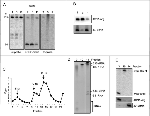 Figure 3. The small mRNA rreB is in the insoluble fraction and is strongly bound to the 30S ribosomal subunit in B. japonicum. (A) Northern blot analysis of total RNA (T) and RNA isolated from the P100 (P) and S100 (S) fraction using probes directed against the 5′-UTR (5′-probe), the sORF (ORF-probe) and the 3′-UTR (3′-probe) of rreB as indicated; the same membrane was re-hybridized. Main bands of approximately 165 nt and 60 nt were detected (marked at the left side). Their lengths were estimated by hybridization of the membrane with probes directed against the length standards 6S RNA (160 nt), 5S rRNA (120 nt) and tRNA-Arg (79 nt) (not shown). (B) Northern blot analysis of tRNA-Arg and 5S rRNA. The membrane shown in A) was re-hybridized. (C) Separation of the P100 fraction through a 5% to 40% sucrose density gradient. The absorption of the gradient fractions at 260 nm is shown. Fractions which were further analyzed are marked with arrows. (D) Analysis of RNA isolated from fractions 3, 10 and 14 of the sucrose density gradient by electrophoresis. RNA was separated in urea-containing 10% polyacrylamide gel and stained with ethidium bromide (shown is a negative image). Distinct bands corresponding to the large 23S rRNA fragment (23S rRNA), 16S rRNA, the 5.8S rRNA-like short 5′-fragment of 23S rRNA, 5S rRNA and tRNAs are indicated. Fragmentation of 23S rRNA in Bradyrhizobium japinicum was described previously.Citation40,41 (E) Northern blot hybridization of RNA from the indicated sucrose density gradient fractions with probes directed against the sORF of rreB, tRNA-Arg and 5S rRNA.