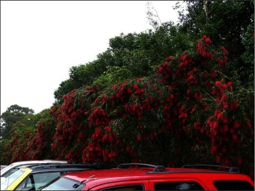 Figure 3 Callistemon viminalis (bottlebrush) in a railway carpark.