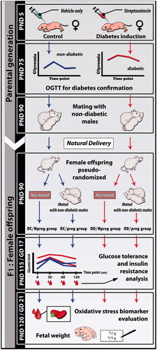 Figure 4. Experimental design to obtain female rat pups from control (OC) or diabetic mothers (OD) at 120 days of life (Npreg) or at day 17 of pregnancy (preg). PND: postnatal day; GD: gestational day; OGTT: oral glucose tolerance test.