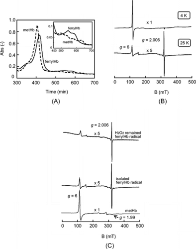 Figure 1 (A) UV-vis spectra of 2 µM metHb and 2 µM ferrylHb just after isolation by GPC at 4°C. Inset is the migration (x4) of Q band region. (B) Difference of ESR spectra of the isolated ferrylHb in PBS (pH7.4) at 4 K and 25 K. (C) ESR chart of the isolated ferrylHb radical and ferrylHb radical in the presence of H2O2 remaining in the reaction mixture in PBS (pH7.4) at 25 K.