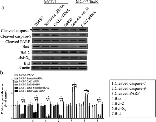 Figure 6. Effects of siRNA transfection and paclitaxel culture on mitochondrial apoptotic signaling pathway in MCF-7 and MCF-7 TaxR cells. (a) Expression of mitochondrial apoptosis-related protein in MCF-7 and MCF-7 TaxR cells;(b) The relative expression of mitochondrial apoptotic pathway-related proteins in MCF-7 and MCF-7 TaxR cell. *: Compared with the experimental group (CA12-siRNA), P < 0.05