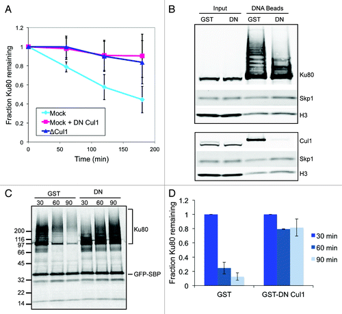 Figure 1. The SCF complex is required for Ku80 ubiquitylation and degradation in response to DSBs. (A) 35S-labeled Ku80 was added to extract that was either immunodepleted of Cul1, mock-depleted, or mock-depleted and contained GST-tagged dominant-negative Cul1. At one hour intervals, protein was precipitated using trichloro-acetic acid and quantified using a scintillation counter. Average and standard deviation of three independent experiments at each time point are shown. (B) Extracts containing either GST or GST-DN-Cul1 were incubated with SB-DNA beads and inputs and co-purifying proteins were probed with antibodies against Ku80, Skp1, and H3. Beads from a duplicate experiment were probed with antibodies against Cul1, Skp1, and H3 (a loading control). (C) 35S-labeled Ku80 and GFP-SBP, as a loading control, were added to egg extract. After a 45 min pre-incubation, either GST or GST-DN-Cul1 was added. The extract was then incubated with SB-DNA beads. After 30 min, beads were removed from the extract and washed once with and added to extract containing GST or GST-DN-Cul1 but lacking labeled Ku80. Beads were incubated in this extract for an additional 0 (t = 30), 30 (t = 60), or 60 (t = 90) minutes. Bead fractions were visualized by phosphorimager. (D) Ku80 remaining on beads was quantified using a phosphorimager after normalizing to GFP-SBP in three independent experiments. Error bars indicate one standard deviation.