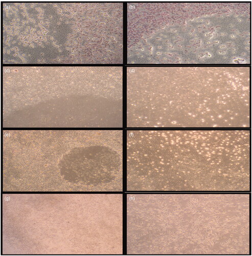 Figure 4. Morphological observation of the wounded edge and centre of HS2 cell cultures. (a,b) Negative cell control (4×, 10×); (c,d) cream control (4×, 10×); (e,f) cream with 0.5% Spirulina platensis extract (4×, 10×); (g,h) cream with 1.125% S. platensis extract (4×, 10×) cell migration and wound healing for 5 d.