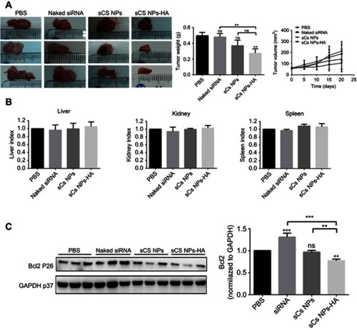 Figure 6 Effects of sCS NPs-HA on tumor growth, the injection dose of Cy3-labeled siRNA in all experimental groups was 0.16 mg siRNA/kg. (A) Tumors isolated from murine groups PBS, naked Cy3-labeled siRNA, sCS NPs, and sCS NPs-HA. The weight of tumors in the murine sCS NPs-HA group was significantly lower as compared with the PBS group. **P<0.01 (one-way ANOVA (and nonparametric) and t-tests), ns means not statistical significance. The tumor growth inhibition graph showed that the growth of subcutaneous tumor volume in the sCS NPs-RNA group was significantly inhibited. (B) The indices (weight ratios) of liver, kidneys, or spleen to the body weight for all groups (n≥3). There were no statistically significant differences between the control and any experimental groups, P>0.5 (one-way ANOVA (and nonparametric)). (C) Expression levels of the BCL2 protein in the tumors from mice, as determined by Western blotting and normalized to GAPDH expression. Data are presented as mean ± SD of three experiments. **P<0.01, ***P<0.001, ****P<0.0001 (one-way ANOVA (and nonparametric) and t-tests).