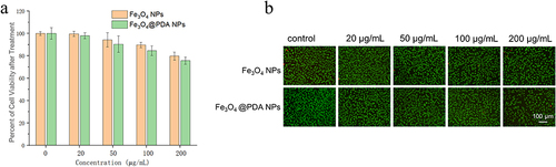 Figure 2 (a) Cell viability rate and (b) AO/EB stain of L929 cells after treatment with Fe3O4 NPs and Fe3O4 @PDA NPs for 24 h.