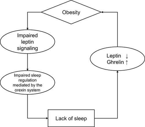 Figure 1 The circle between obesity and sleep.