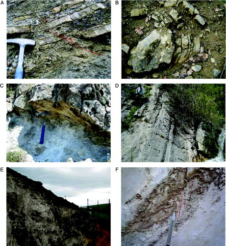 Figure 5. (A) Pre-orogenic outcrop-scale normal fault within the ‘Sorgente dell'Acero’ member. (B) Meso-scale fold within bedded micritic limestone belonging to the ‘Sorgente dell'Acero’ member. (C) Low angle normal fault within Campanian-Lucanian limestone in a quarry near Serritello locality. (D) Moderately dipping normal fault bounding the western flank of the Sorgente Copone graben. (E) Recent normal fault cutting the Eastern flank of the high Agri Valley. (F) Slickenside striations on a recent normal fault plane bounding the high Agri Valley. (Hammer is ca.30 cm long; Pen is ca.10 cm long).