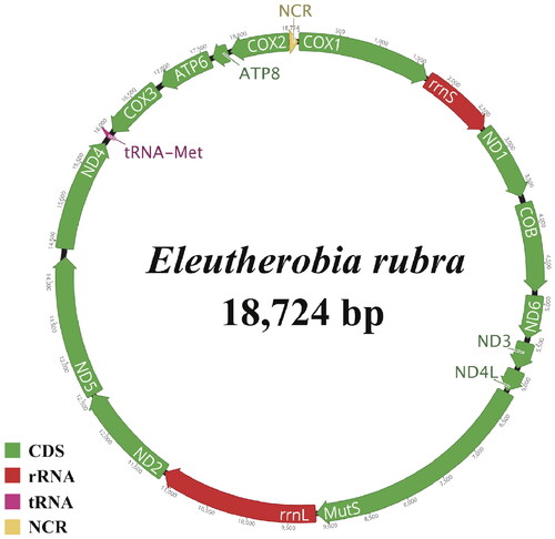 Figure 2. Circular representation of the complete mitogenome for E. rubra. The genes were colored based on their functional groups. Arrows show the directions of transcription.