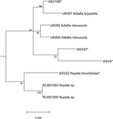 Fig. 12. Phylogenetic position Nupela boucheziae sp. nov. (ASV22) in the ML tree. Bootstrap values are given for each node and the scale bar gives the number of substitutions per site. ‘*’ indicates sequences added in the phylogeny using the multifurcating constraint.