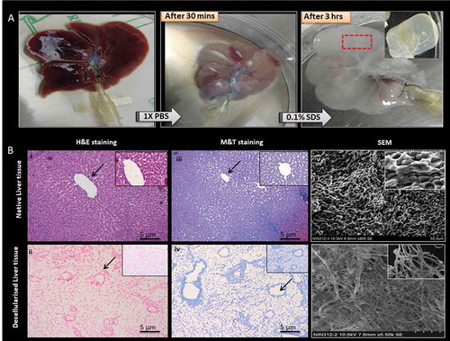 Figure 1. Decellularized whole rat liver. (a) Schematic representation of the decellularization process the native rat liver turns light brown after 1X PBS perfusion and gradually turns white and then translucent with 0.1% SDS after 4 h. The complete decellularization was evident from the appearance of visible vascular networks and clear veins. (b) Hematoxylin and Eosin staining of native rat liver and decellularized rat liver showing presence and absence of nucleic material (blue), respectively. Masson’s trichrome staining of native rat liver showing the presence of collagen (blue), pink cytoplasm while the decellularized rat liver shows the presence of abundant collagen but absence of cytoplasm and nuclei, respectively. The arrows indicating the presence of blood vessels. SEM images of native rat liver tissue show the presence of populated hepatocytes throughout the liver matrix. Decellularized rat liver matrix without the cellular content along with networks of ECM fibers with lamellar structures was observed.