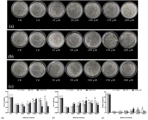 Figure 2. Effects of exogenous γ-aminobutyric acid, melatonin and their combination on the phenotype and biomass of tomato shoots under cadmium stress (CK, the control; CD, 100 µM Cd; 10, 50, 100, 150, 200 µM, repent the tomato seedlings treatment with GABA, MT and GABA plus MT at 10, 50, 100, 150 and 200 μM, respectively, in the presence of 100 μM Cd. A: MT-treated bud phenotype on 7th day after sowing; B: GABA-treated bud phenotype on 7th day after sowing; C: GABA plus MT-treated bud phenotype on 7th day after sowing; D: Effects of exogenous γ-aminobutyric acid and melatonin and their combination on fresh weight of tomato shoots under cadmium stress; E: exogenous γ-aminobutyric acid and melatonin and their combination on dry weight of tomato shoots under cadmium stress; F: exogenous γ-aminobutyric acid and melatonin and their combination on the radicle lengths of tomato shoots under cadmium stress). The data shown are the averages of three replicates, with the standard errors indicated by the vertical bars. The means denoted by the same letter do not significantly differ at a P < 0.05.