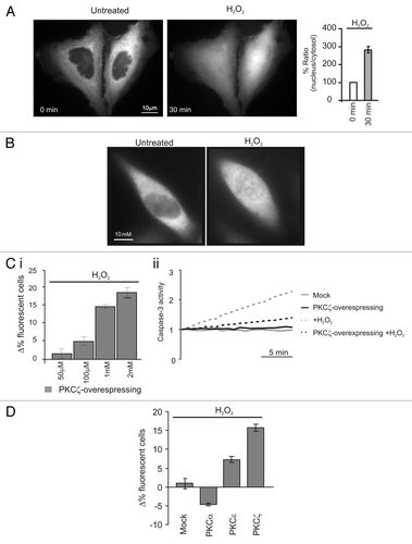 Figure 1 Redox stress induces PKCζ nuclear translocation protecting PKCζ-overexpressing HeLa cells by its own apoptotic effects. (A) PKCζGFP-overexpressing HeLa cells in resting condition (left) and after a 30 min treatment with H2O2 1 mM (right); histograms represent the ratio between the nuclear fluorescence and the cytosolic fluorescence, (184 ± 12.1). (B) Endogenous PKCζ in HeLa cells in resting conditions and after 30 min of treatment with H2O2. (C)(i) Increase dose-dependent in cell viability in PKCζGFP overexpressing HeLa cells: the histograms represents apoptotic counts expressed as difference of % fluorescent cells treated (30 min with different H2O2 concentrations) compared with resting condition (50 µM: 1.7 ± 1.3, 100 µM: 4.9 ± 1.1, 1 mM: 15.7 ± 0.8, 2 mM: 18.5 ± 1.3). (C)(ii) Caspase 3 activity assay: gray line, untreated cells; black line, PKCζGFP-overexpressing cells; dotted-gray line, mock cells treated with H2O2; dotted-black line, PKCζGFP-overexpressing cells treated with H2O2. (D) Apoptotic counts in HeLa cells overexpressing different PKC isoforms (PKCα, PKCε, PKCζ) treated with oxidant agent (H2O2 1 mM) and compared with mock cells (Mock: 1.0 ± 2.1; PKCα −4.7 ± 0.3; PKCε 7.3 ± 0.8; PKCζ 15.7 ± 0.8).