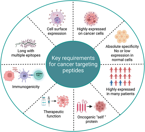 Figure 3. Key requirements for cancer targeting peptides. These criteria were described as important characteristics of peptides/proteins for developing effective immunotherapy.