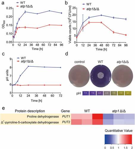 Figure 6. Deletion of the F1Fo-ATP synthase α subunit fails to alkalinize environment by amino acid catabolism. (a) the cell growth of WT and atp1δ/Δ incubated in CAA liquid medium (0.17% YNB+2% CAA) over times was assessed by the cell density (OD600). (b) the cell viability of WT and atp1δ/Δ incubated in CAA liquid medium over times was determined by the viable cell count (106 CFU/ml). (c) the pH curves of WT and atp1δ/Δ incubated in CAA liquid medium at 30 °C, 150 rpm. (d) the changes in the environmental pH of WT and atp1δ/Δ incubated on CAA solid medium supplemented with 0.01% (vol/vol) BCP at 37 °C for 2 d. These images represent the results of one of three separate experiments. (e) the protein expression levels of put1 and put2 were assessed using proteomic analysis. Three bars of each group indicate the results of three separate experiments. A fold change>1.5 means statistically significant (P < 0.05).