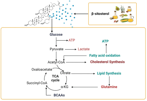 Figure 1. Effect of β-sitosterol on regulation of lipid metabolism.